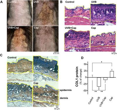 Capsaicin, a Phytochemical From Chili Pepper, Alleviates the Ultraviolet Irradiation-Induced Decline of Collagen in Dermal Fibroblast via Blocking the Generation of Reactive Oxygen Species